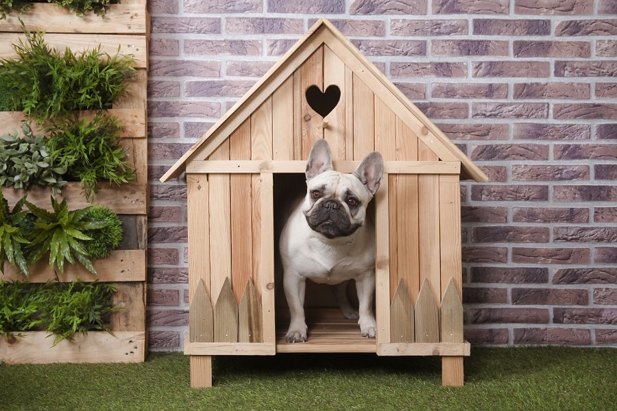 Perfect Dog House