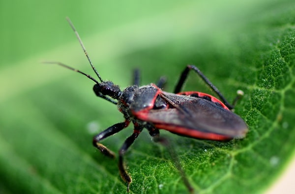 Bugs That Can Kill You