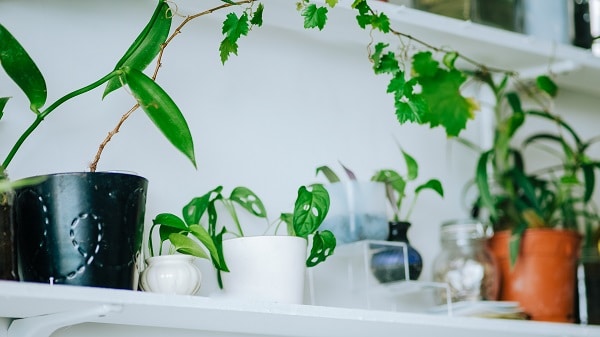 Indoor Gardening Tips And Tricks | House Life Today