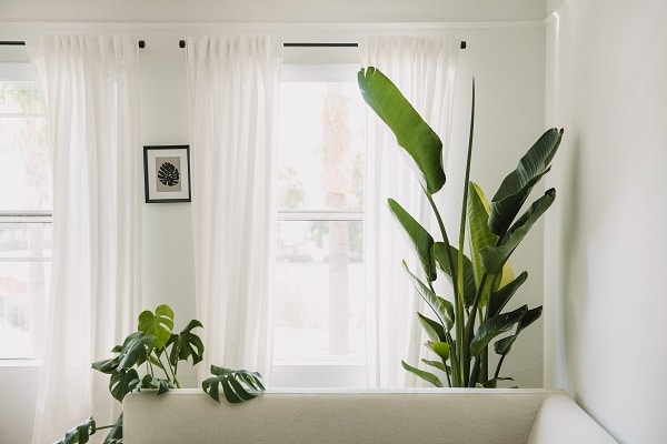 10 Houseplants You Need To Get Today | House Life Today
