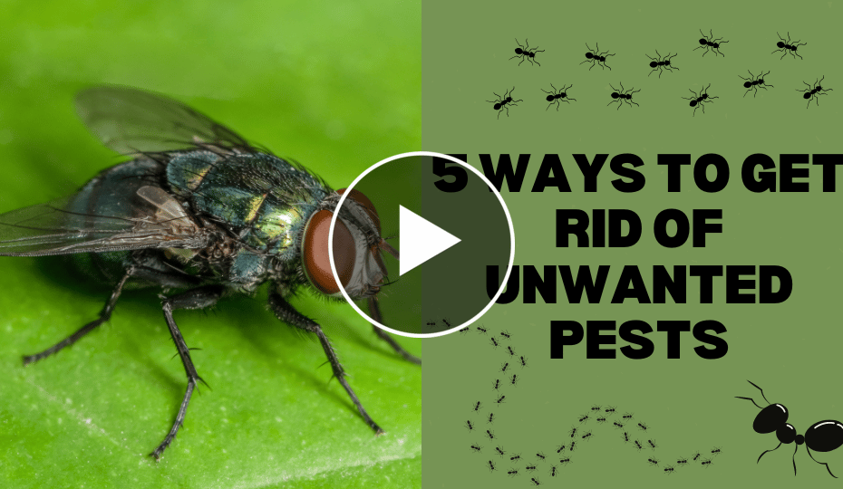 Unwanted Pests