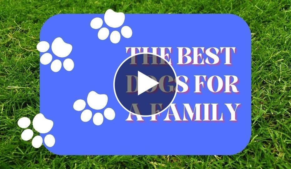 Dogs For A Family