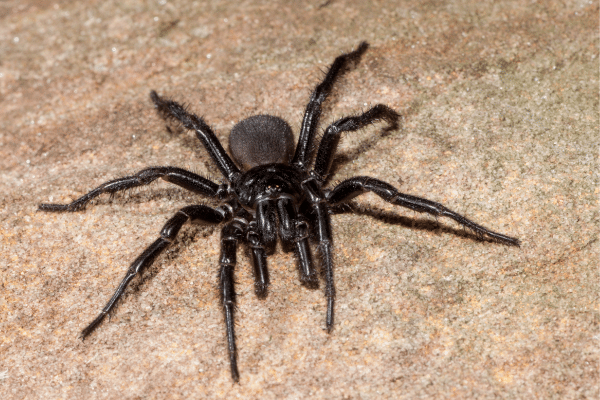 Spiders In Your Yard That Can Kill You