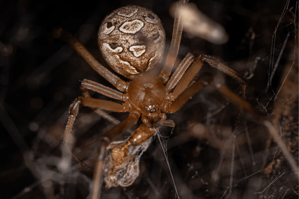Spiders In Your Yard That Can Kill You