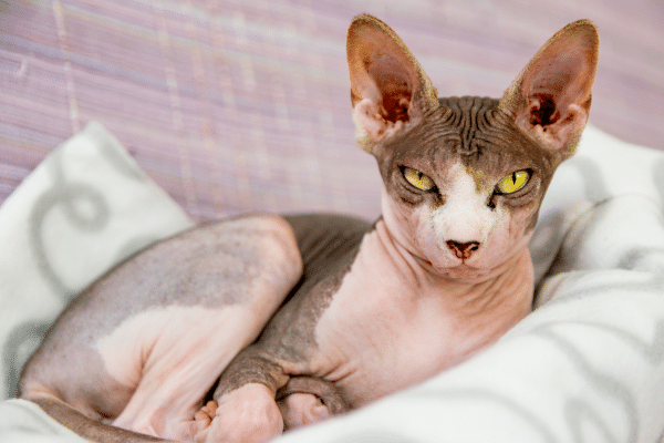 Crazy Looking House Cat Breeds