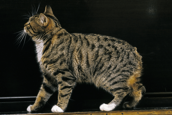 Crazy Looking House Cat Breeds