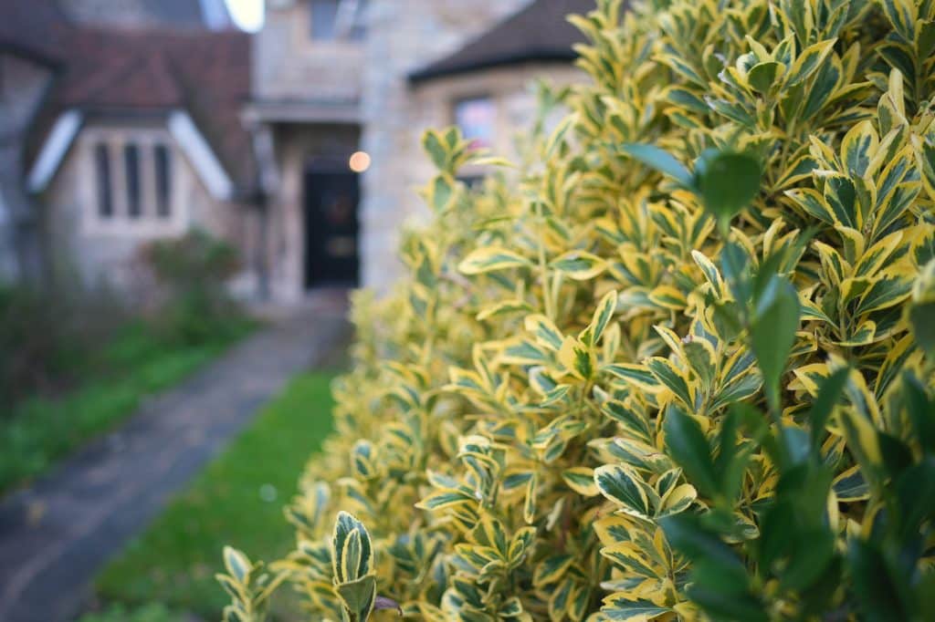 Close-up hot of Euonymus japonicus plant in the front yard of a house on blurred background