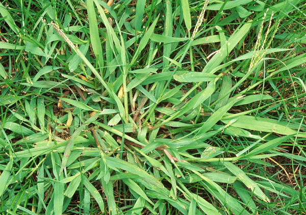 Weeds To Keep Out Of Your Lawn