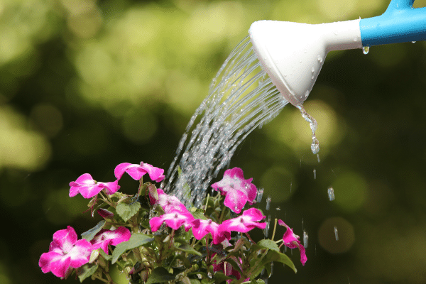 How You Are Watering Your Plants Wrong