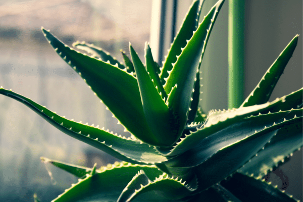 The Prettiest Indoor Plants