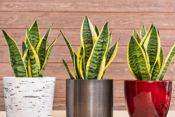 The Prettiest Indoor Plants