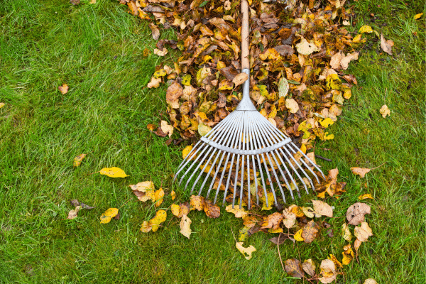 How To Deal With Leaves This Fall