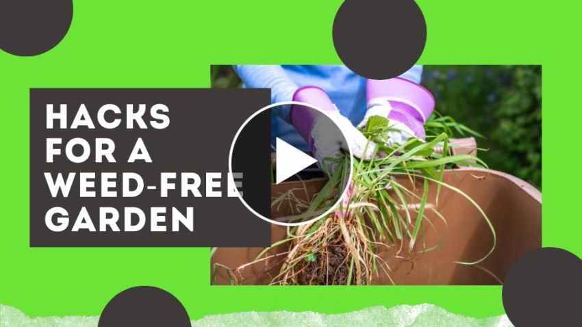 Weed-Free Garden