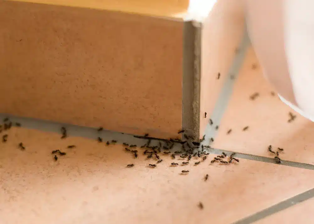 A Guide To Common Household Bugs And How To Evict Them