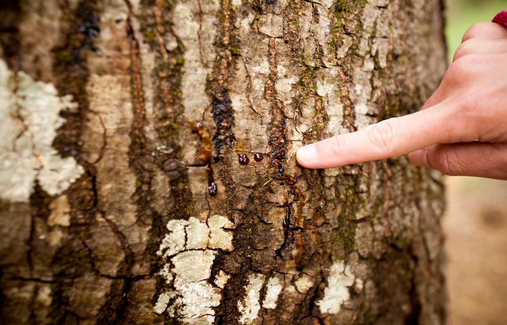 Tree Diseases And Prevention