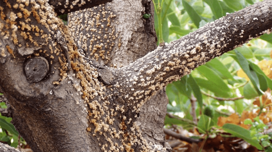 Tree Diseases And Prevention