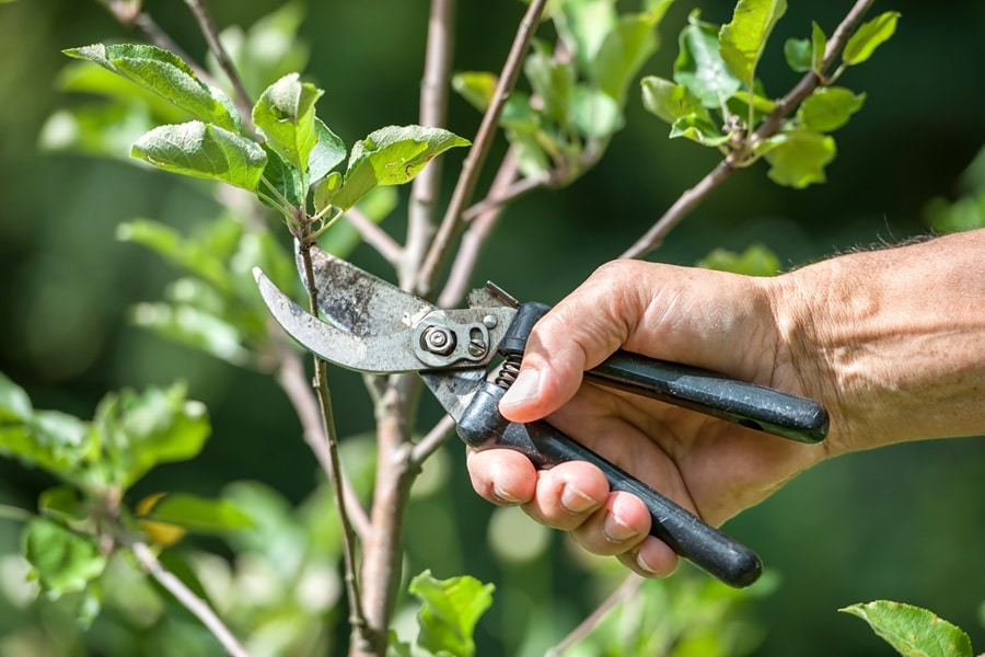 The Best Pruning Techniques For Trees