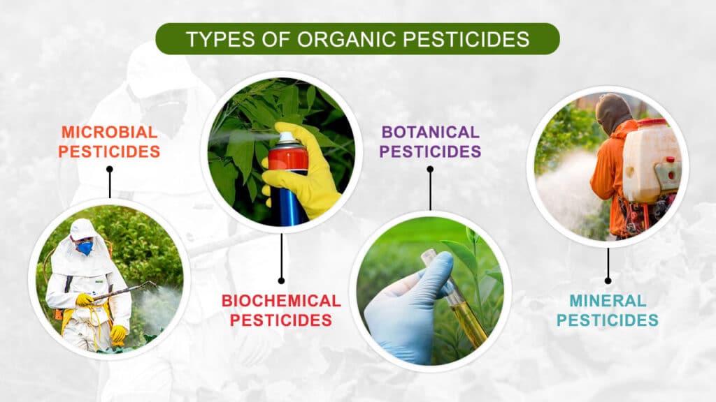 Best Organic Pest Control