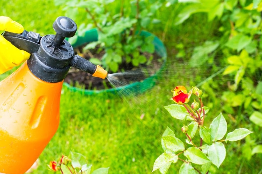 Best Organic Pest Control