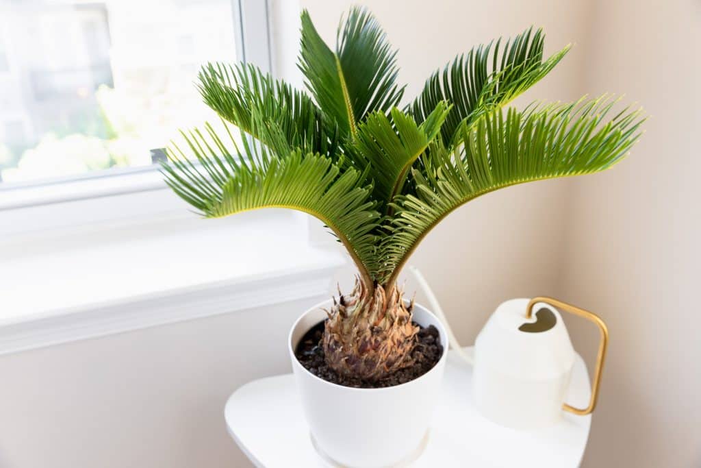 Common Houseplants That Are Deadly To Pets