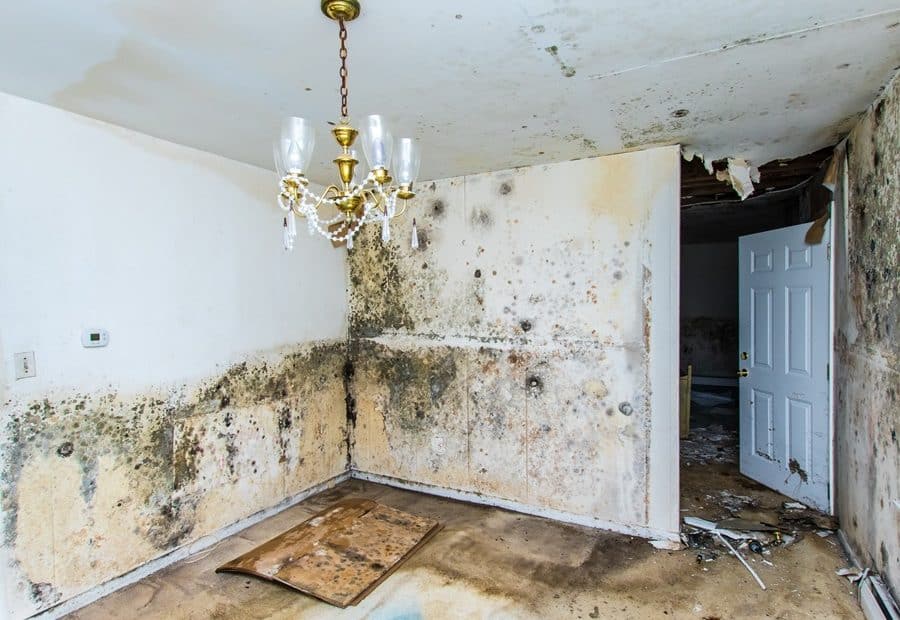 How Mold in Your Home Can Be Slowly Poisoning You