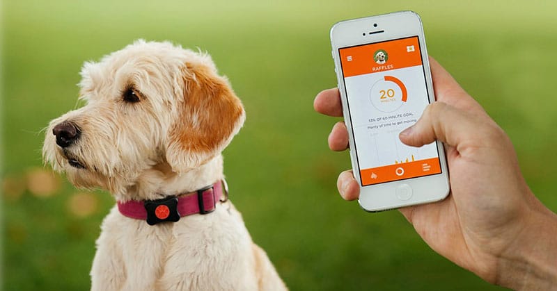 Innovative Smart Home Devices For Pet Owners