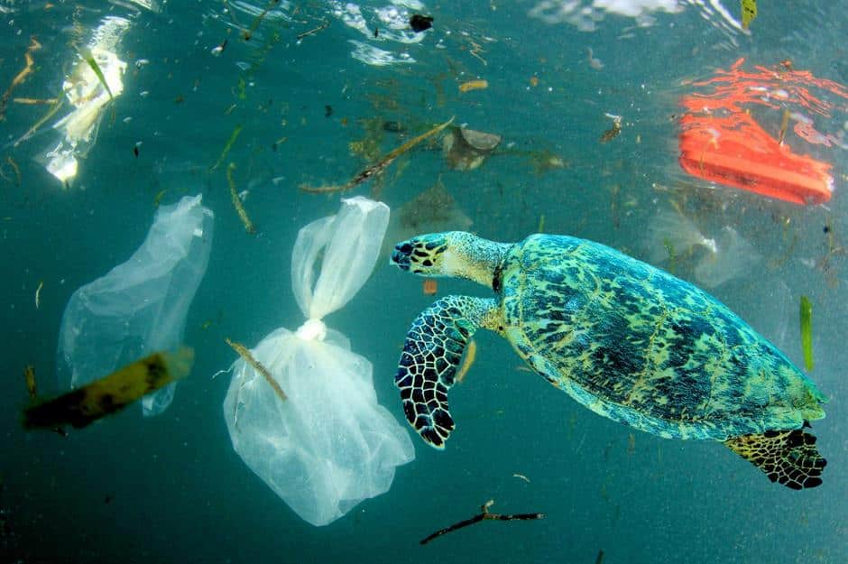 Plastic Pollution And Its Impact On Marine Life