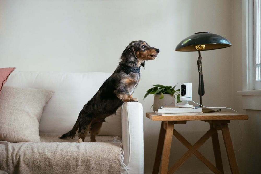 Innovative Smart Home Devices For Pet Owners