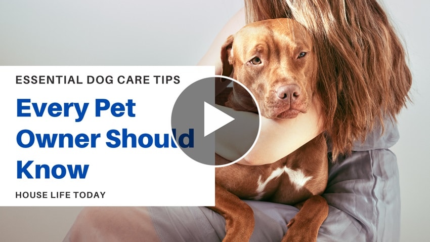 Dog Care Tips