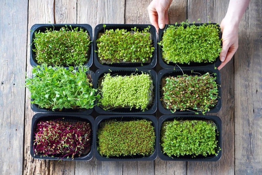 The Best Microgreen Varieties For Your Indoor Garden