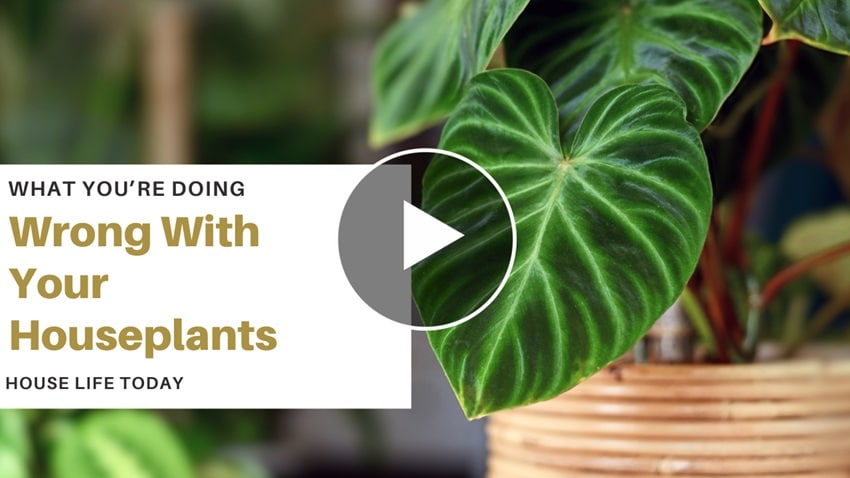 What Your Doing Wrong With Your Houseplants