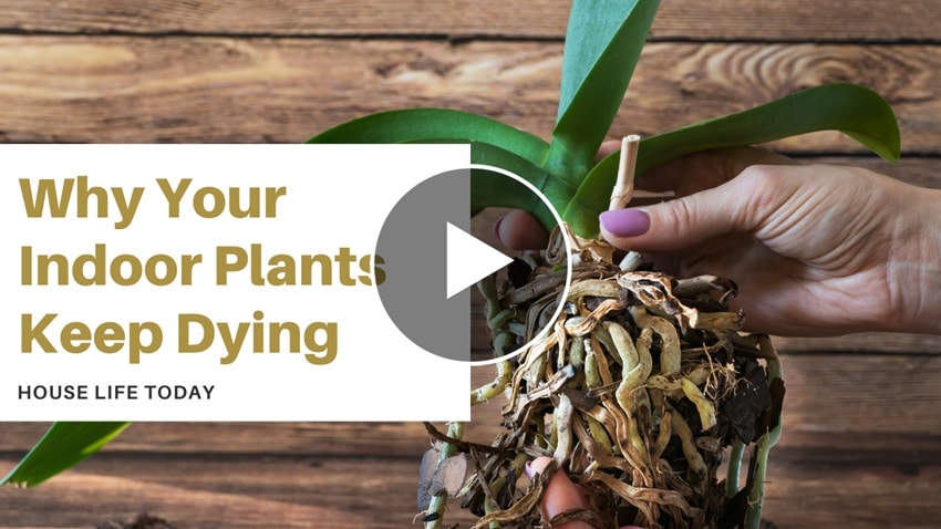 Why Your Indoor Plants Keep Dying